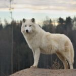 Wolf Genetics
