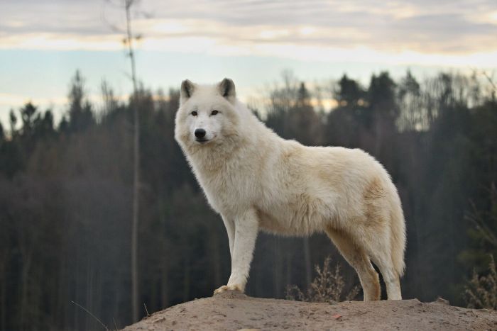 Wolf Genetics